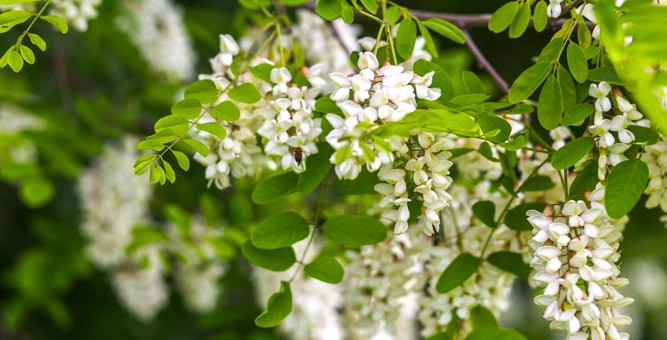 Biene-Robinie_shutterstock-Lipatova-Maryna